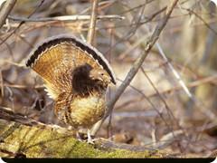 A ruffed grouse displaying its tail. Photo provided by RGS.  RGS photo 1 - Moon